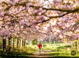 TV-Asahi-Kirschblutenallee